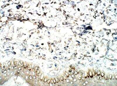Immunohistochemistry-Paraffin: 5-HT2C Antibody [NBP3-12279]