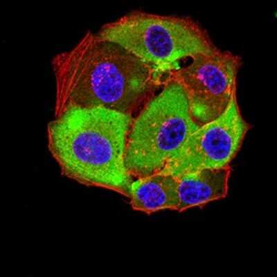 Immunocytochemistry/ Immunofluorescence: 5-HT3A Antibody (3B11C10) - BSA Free [NBP2-61781]