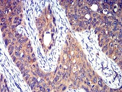 Immunohistochemistry-Paraffin: 5-HT3A Antibody (3B11C10) - BSA Free [NBP2-61781]
