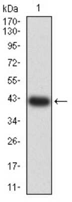 Western Blot: 5-HT3A Antibody (3B11C10)BSA Free [NBP2-61781]