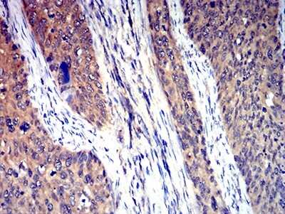 Immunohistochemistry-Paraffin: 5-HT3A Antibody (4D5E7) - BSA Free [NBP2-61786]