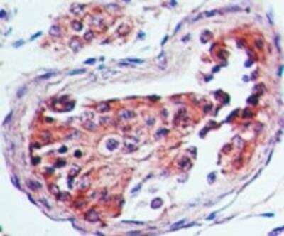 Immunohistochemistry-Paraffin: 5-HT3A Antibody [NB100-56351]