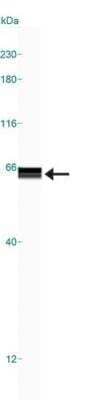 Simple Western: 5-HT3A Antibody [NB100-56351]