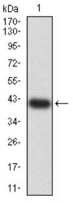 Western Blot: 5-HT3B Antibody (2H9H5)BSA Free [NBP2-61787]