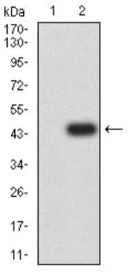 Western Blot: 5-HT3B Antibody (2H9H5)BSA Free [NBP2-61787]