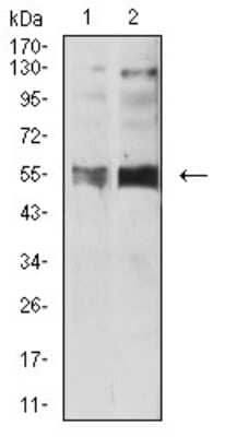 Western Blot: 5-HT3B Antibody (4G6H7)BSA Free [NBP2-61792]