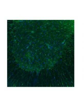 Immunocytochemistry/ Immunofluorescence: 5-HT3B Antibody [NBP3-10358]