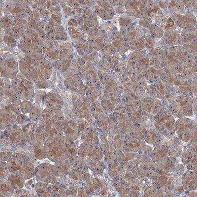 Immunohistochemistry: 5-HT3B Antibody [NBP1-90316]