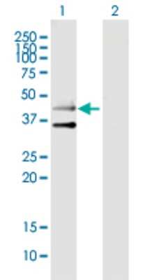 Western Blot: 5-HT3B Antibody [H00009177-B01P]