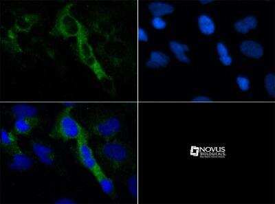 Immunocytochemistry/ Immunofluorescence: 5-HT4 Antibody - BSA Free [NBP1-78403]