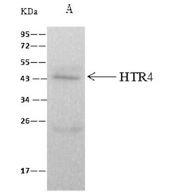 Immunoprecipitation: 5-HT4 Antibody [NBP2-99479]