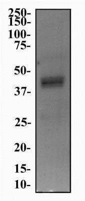 Western Blot: 5-HT4 AntibodyBSA Free [NBP1-78403]