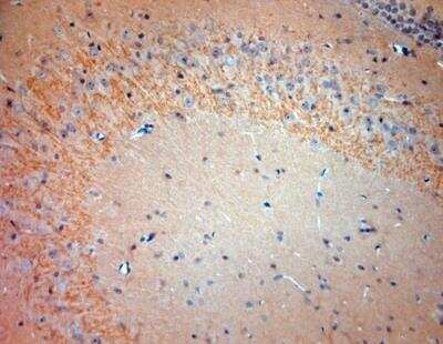 Immunohistochemistry-Paraffin: 5-HT7 Antibody [NBP1-46598]