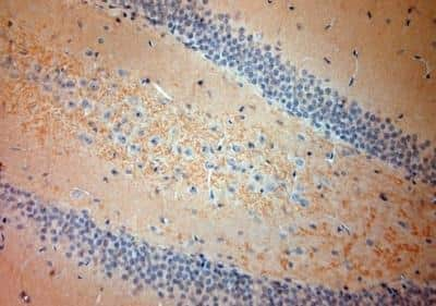 Immunohistochemistry-Paraffin: 5-HT7 Antibody [NBP1-46598]