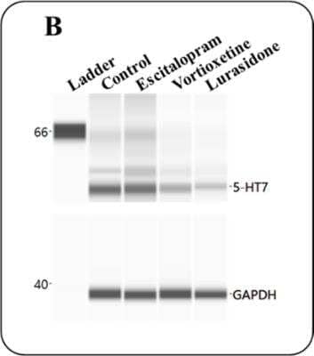 Simple Western: 5-HT7 Antibody [NB100-56352]