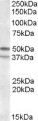 Western Blot: 5-HT7 Antibody [NBP1-44051]