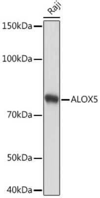 Western Blot: 5-Lipoxygenase Antibody (5C5Z2) [NBP3-16150]