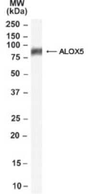 Western Blot: 5-Lipoxygenase Antibody [NB100-53782]