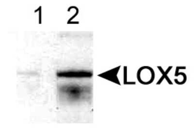 Western Blot: 5-Lipoxygenase AntibodyBSA Free [NB110-58749]