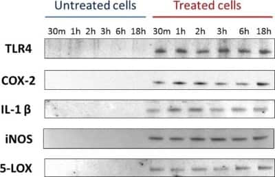 Western Blot: 5-Lipoxygenase AntibodyBSA Free [NB110-58749]