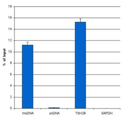 Methylated DNA Immunoprecipitation: 5-MethylCytosine Antibody (33D3) [NBP2-54609]
