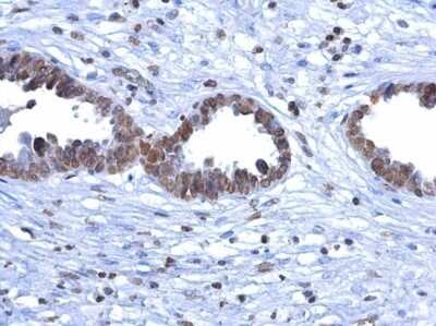 Immunohistochemistry-Paraffin: 5-MethylCytosine Antibody (4111) [NBP2-42814]