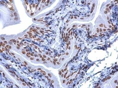 Immunohistochemistry-Paraffin: 5-MethylCytosine Antibody (4111) [NBP2-42814]