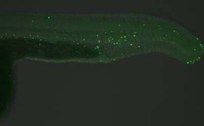 5-MethylCytosine Antibody (4111) [NBP2-42814]