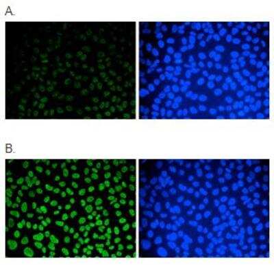 Immunocytochemistry/ Immunofluorescence: 5-MethylCytosine Antibody (15H61) [NBP2-59166]