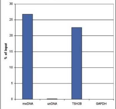 Methylated DNA Immunoprecipitation: 5-MethylCytosine Antibody (C.15200006) [NBP2-59170]