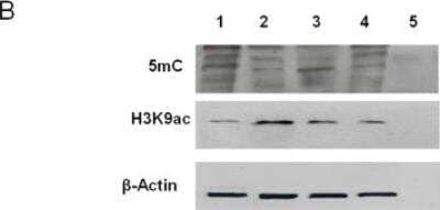 Western Blot: 5-MethylCytosine Antibody [NB100-744]