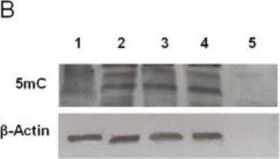 Western Blot: 5-MethylCytosine Antibody [NB100-744]