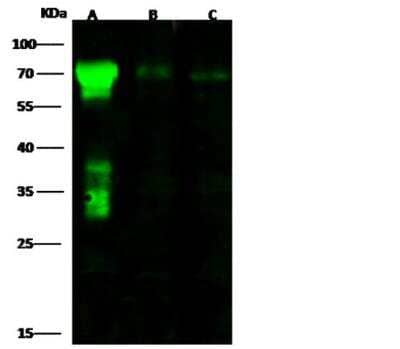 Western Blot: 5'-Nucleotidase/CD73 Antibody (001) [NBP2-89705]