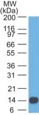 Western Blot: 5'-Nucleotidase/CD73 Antibody (45M4F9)Azide Free [NBP2-25243]