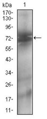 Western Blot: 5'-Nucleotidase/CD73 Antibody (4G6B10)BSA Free [NBP2-37274]