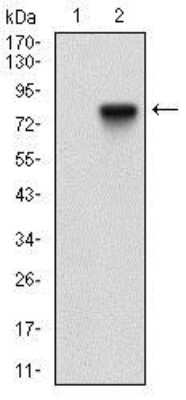Western Blot: 5'-Nucleotidase/CD73 Antibody (4G6E3)BSA Free [NBP2-37271]