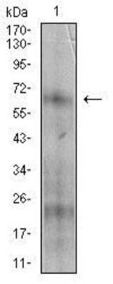 Western Blot: 5'-Nucleotidase/CD73 Antibody (4G6E3)BSA Free [NBP2-37271]