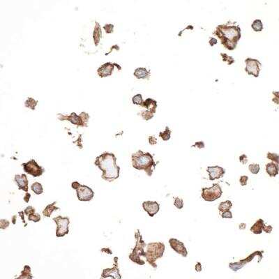 Immunocytochemistry: 5'-Nucleotidase/CD73 Antibody (BLR054F) [NBP3-14679]