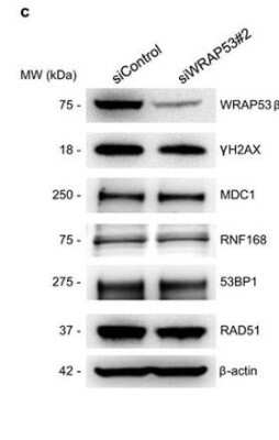 Western Blot: 53BP1 AntibodyBSA Free [NB100-904]