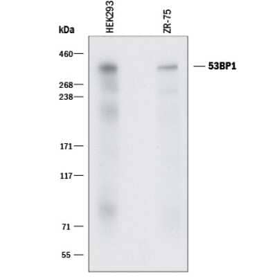 Western Blot: 53BP1 Antibody (1285A)Azide and BSA Free [MAB18771]