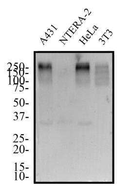 Western Blot: 53BP1 Antibody (1285C)BSA Free [NBP2-54753]