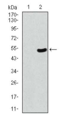 Western Blot: 53BP1 Antibody (6B3E10)Azide and BSA Free [NBP2-80549]