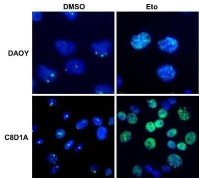 Immunocytochemistry/Immunofluorescence Staining of 53BP1 in Multiple Cell Lines