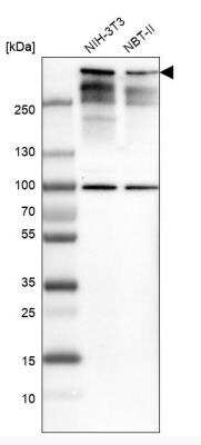 Western Blot: 53BP1 Antibody [NBP2-54677]