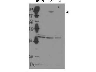 Western Blot: 53BP2 Antibody [NBP1-77907]