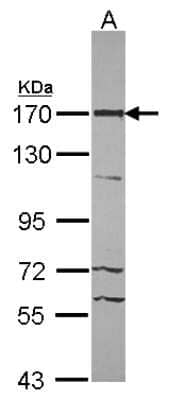 Western Blot: 53BP2 Antibody [NBP2-21589]