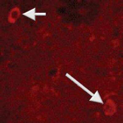 Immunohistochemistry: Neuropeptide Y Antibody [NB100-1624]