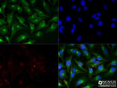 Immunocytochemistry/ Immunofluorescence: 58K Golgi Protein Antibody (58K-9) [NB600-412]