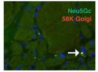 Immunohistochemistry: 58K Golgi Protein Antibody (58K-9) [NB600-412]