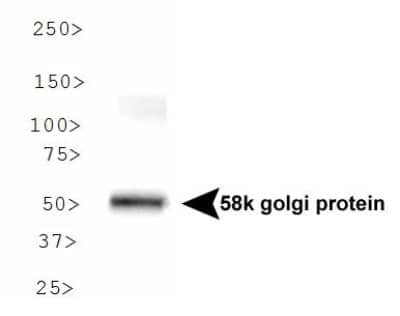 Western Blot: 58K Golgi Protein Antibody (58K-9) [NB600-412]